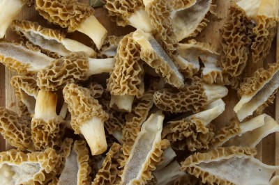 Morel Mushrooms